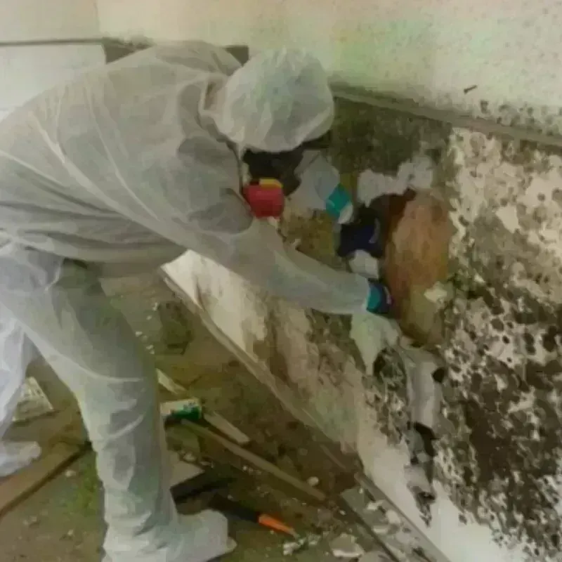 Mold Remediation and Removal in Galesville, WI